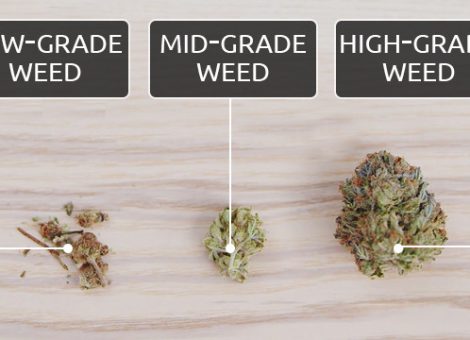 cannabis grades