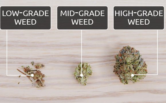 cannabis grades