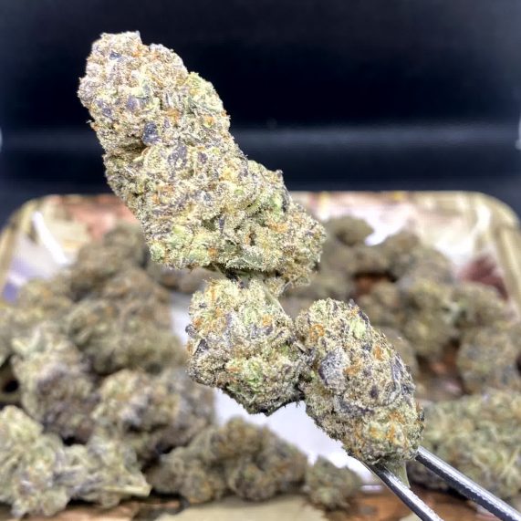 Buy Persian Pie Weed Strain in Phuket | Hi-Fly Delivery