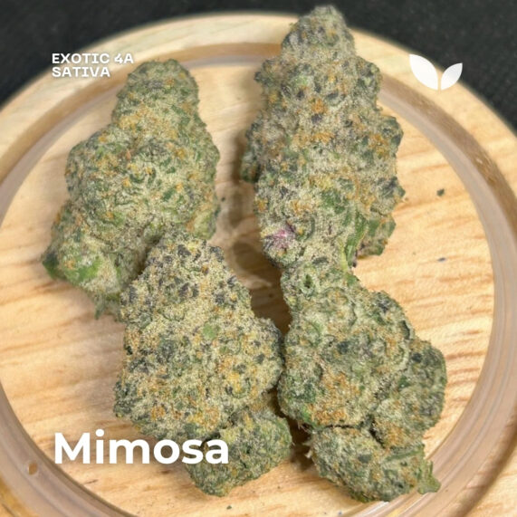 Mimosa weed strain phuket delivery sativa exotic