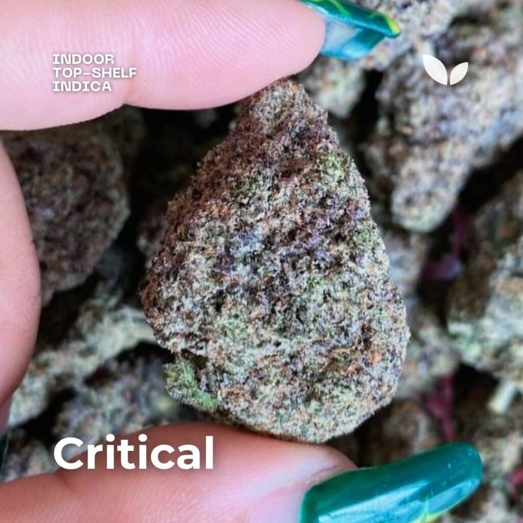 critical cannabis strain