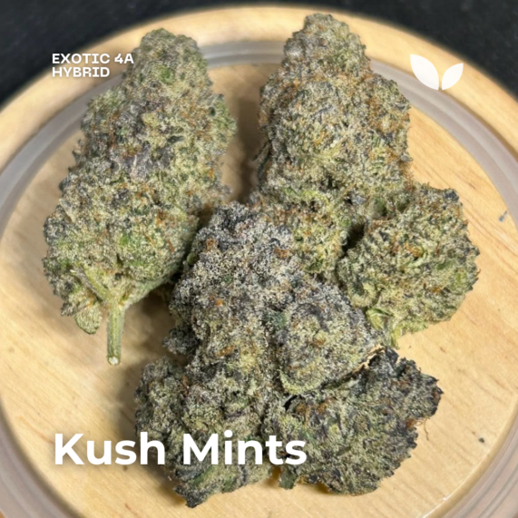 kush mints cannabis strain phuket