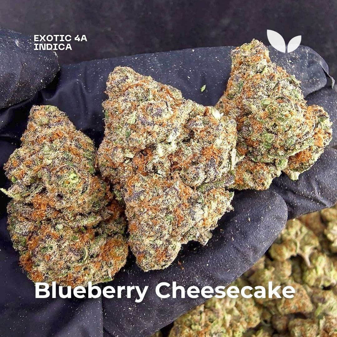Blueberry Cheesecake weed strain phuket
