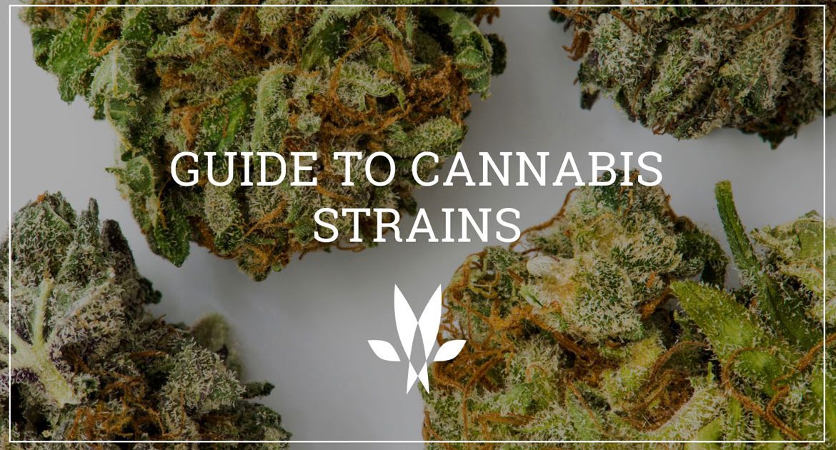 cannabis strains