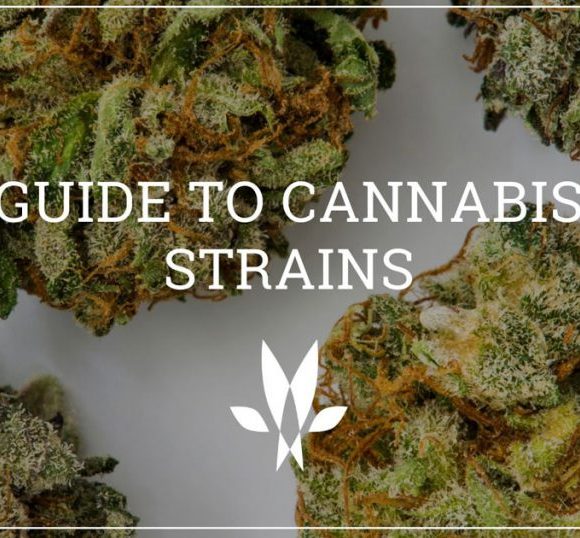 cannabis strains