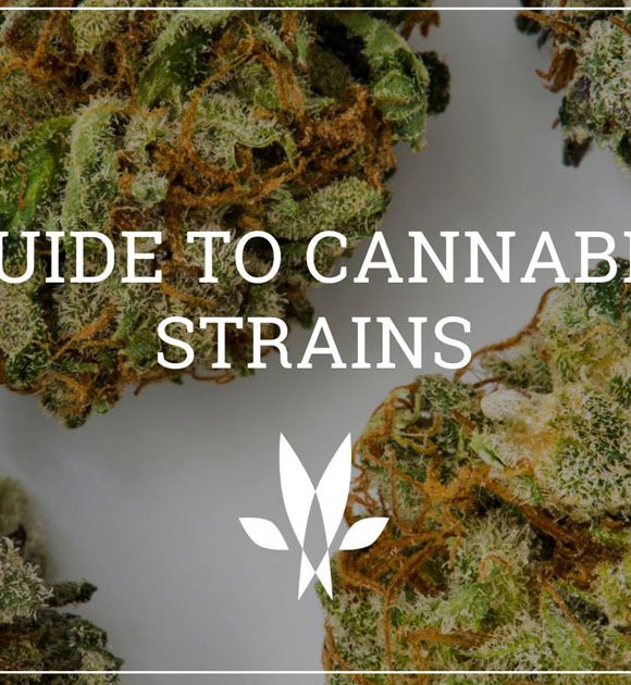 cannabis strains