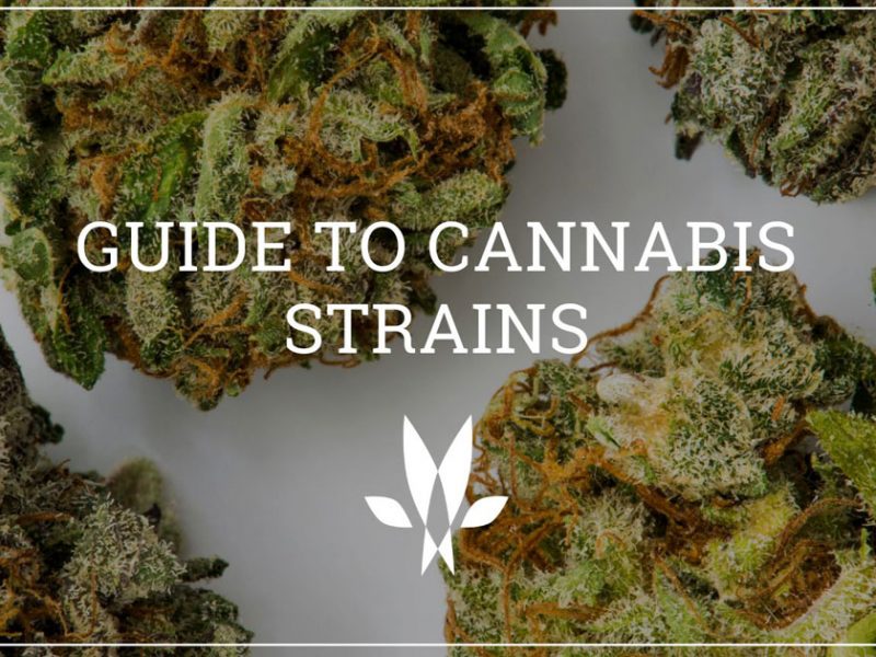 cannabis strains