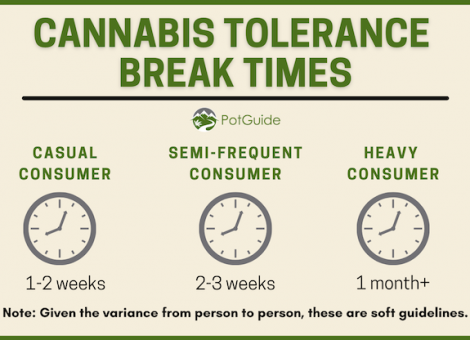 cannabis tolerance time