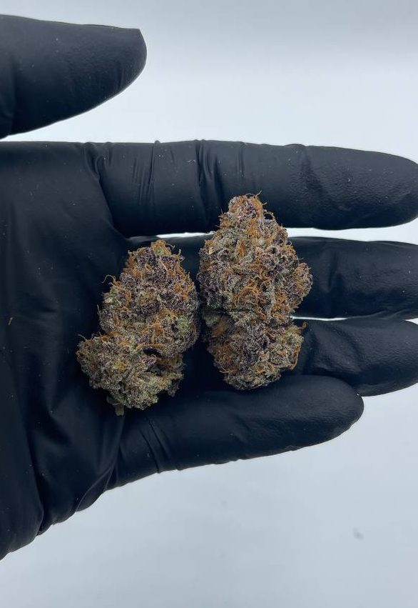 alligator wine strain alligator wine strain