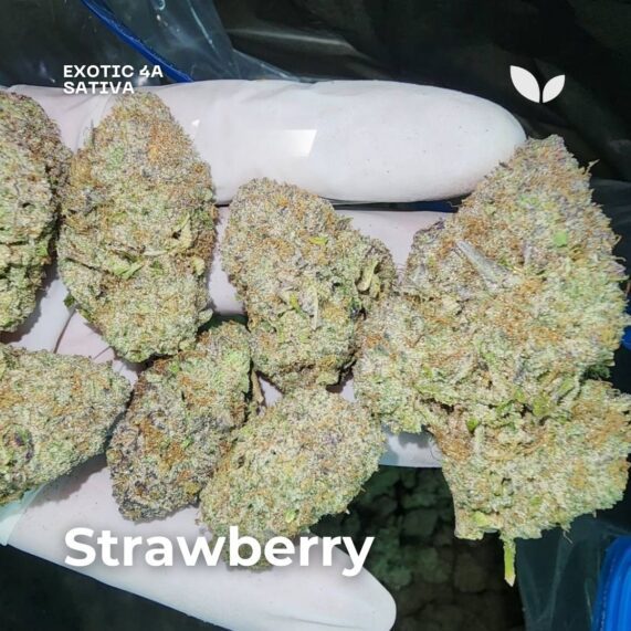 strawberry strain sativa cannabis phuket delivery