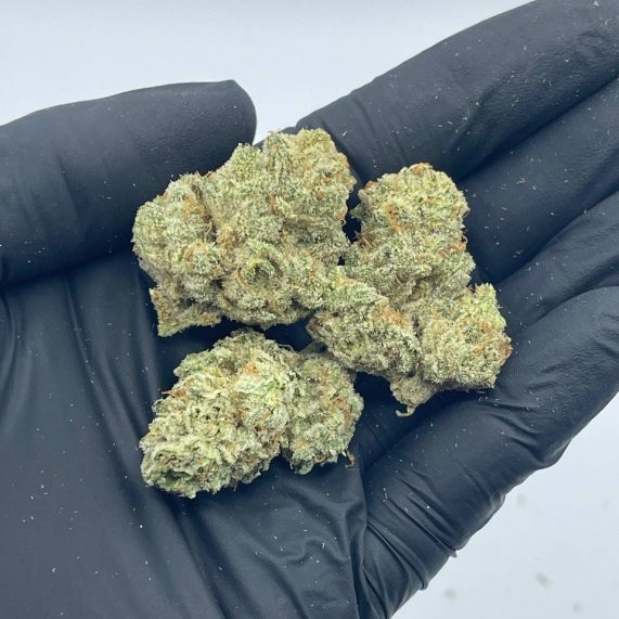 tropical snow strain