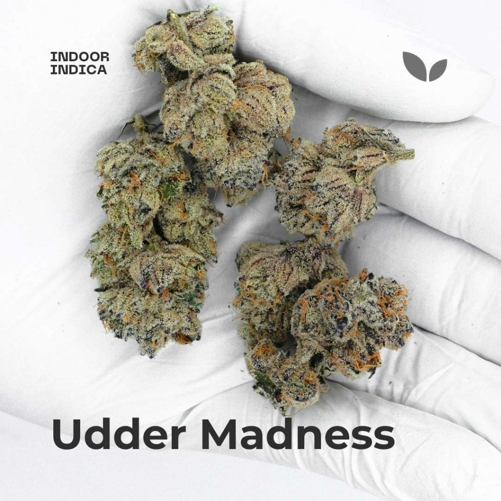 udder madness strain phuket cannabis delivery