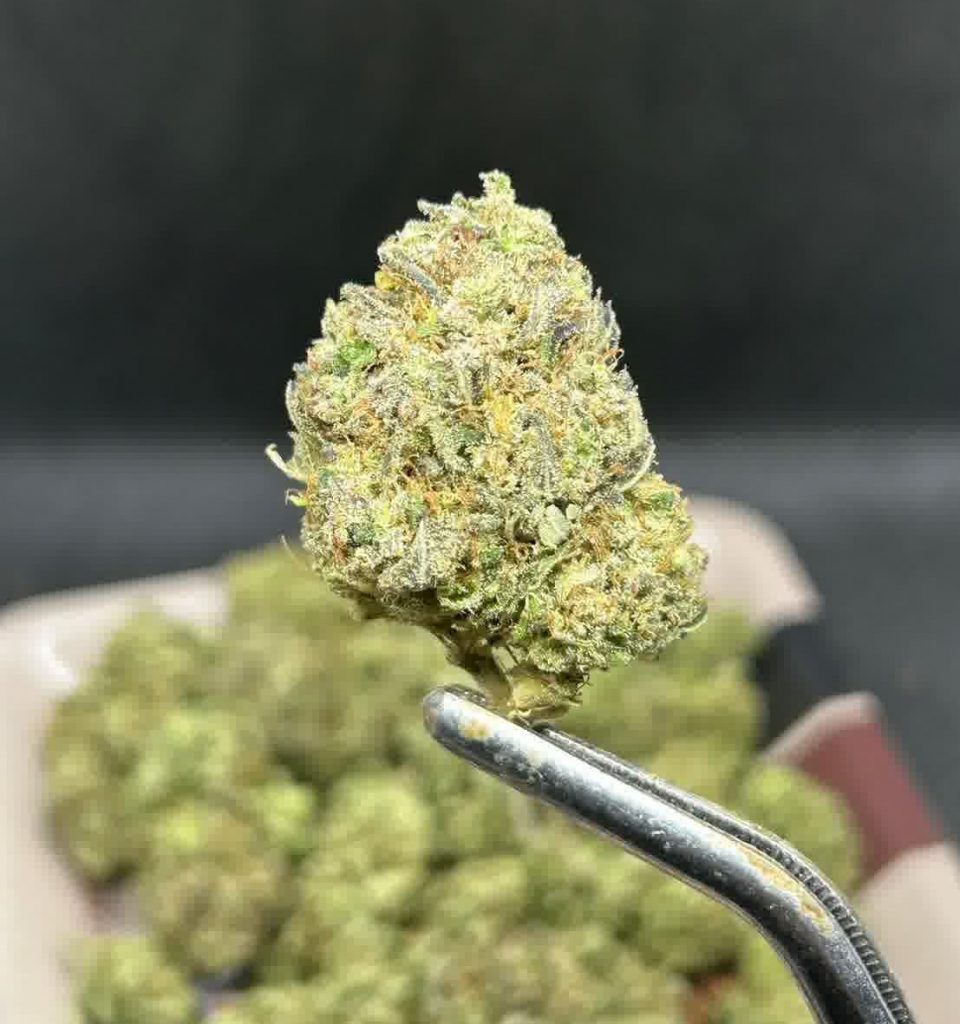 pave runtz phuket pave runtz phuket