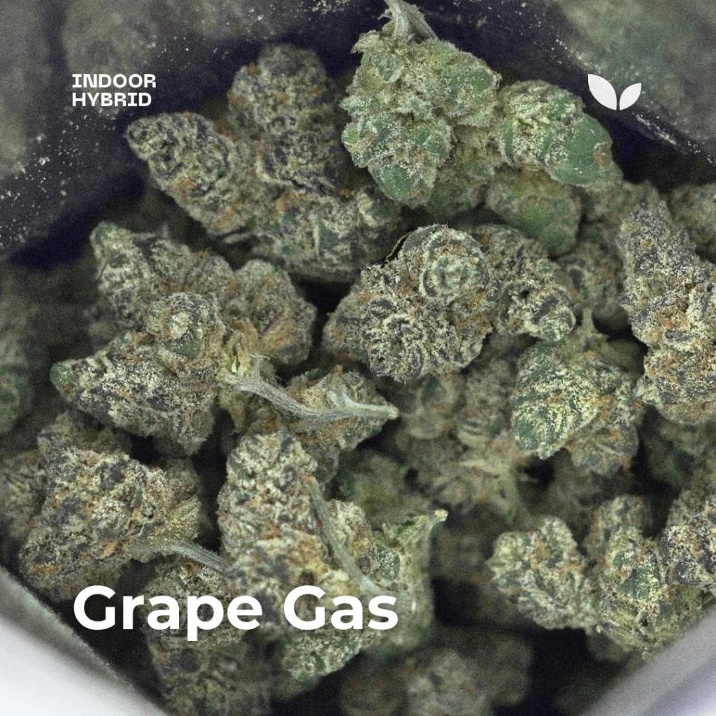 Grape Gas cannabis strain phuket