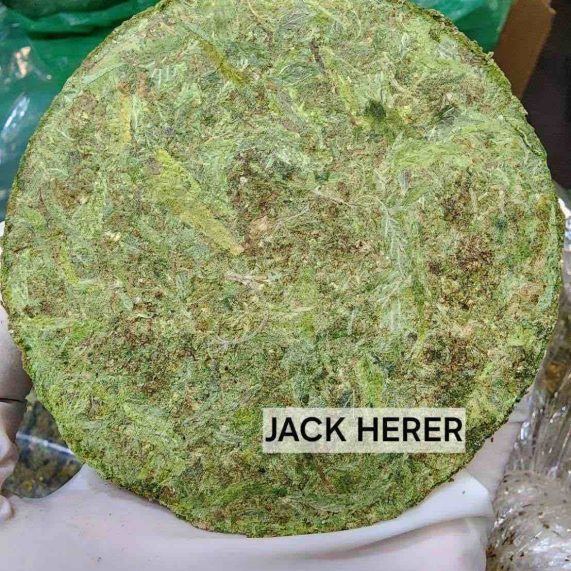 jack herer 100g bricks