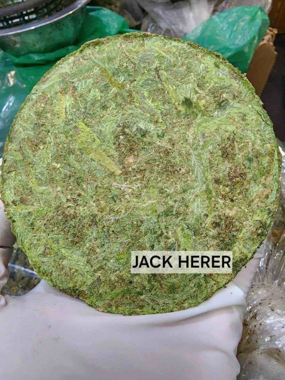 jack herer 100g bricks