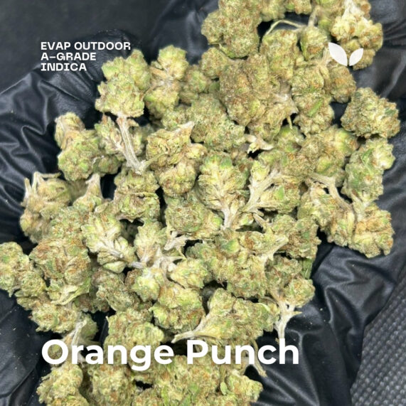 Orange Punch evap outdoor weed phuket delivery