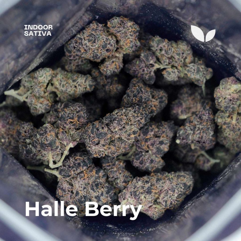 halle berry cannabis phuket organic halle berry cannabis phuket organic