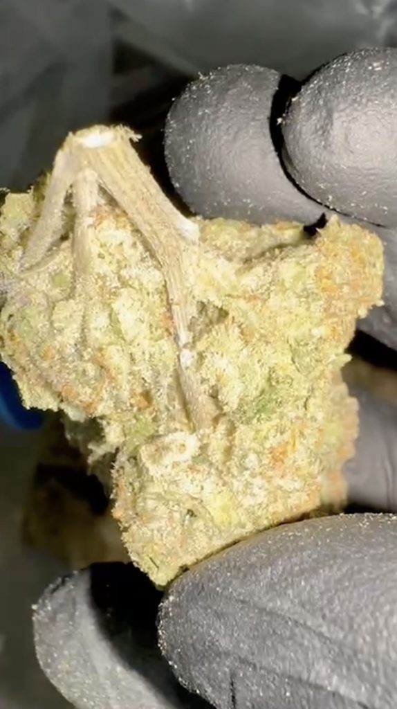 оранжевый кекс штамм Таиланд orange cake strain thailand