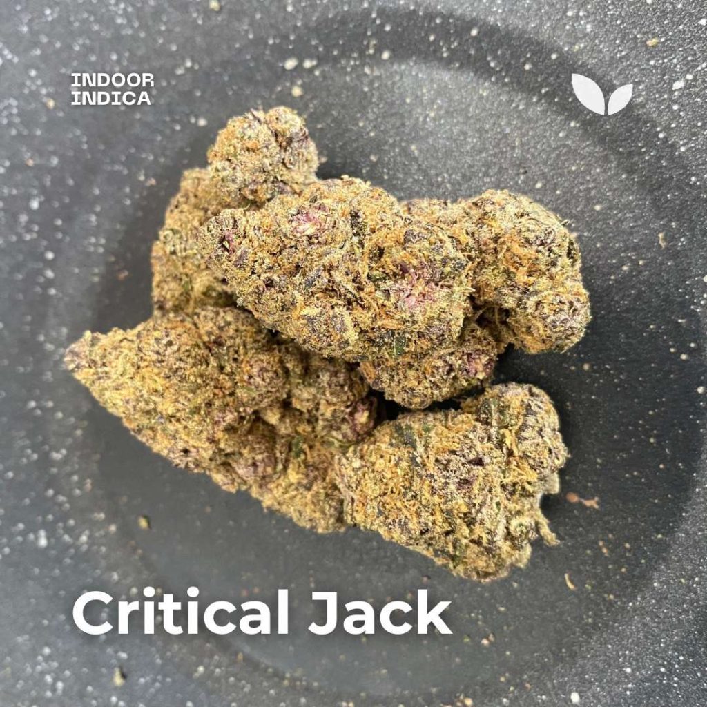 Critical Jack strain weed in phuket Critical Jack strain weed in phuket