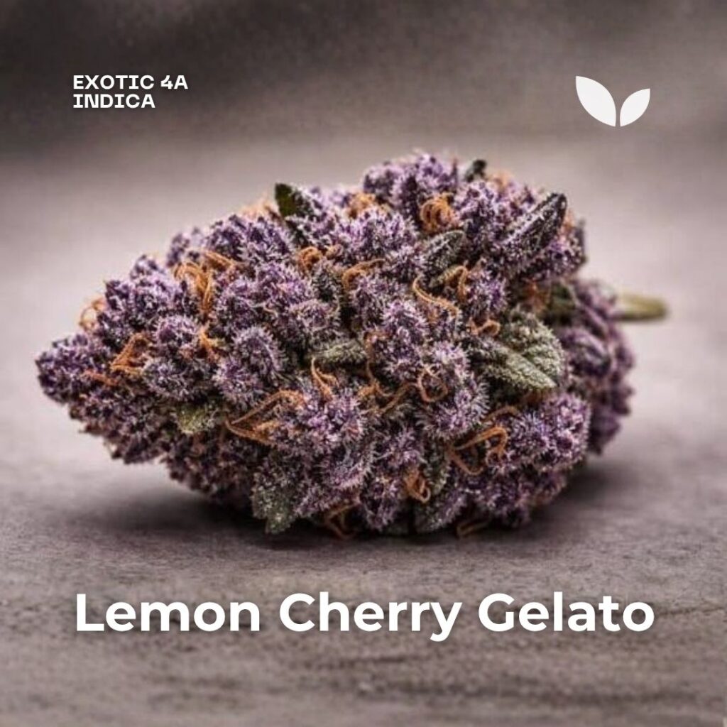 Lemon Cherry Gelato cannabis strain Lemon Cherry Gelato cannabis strain
