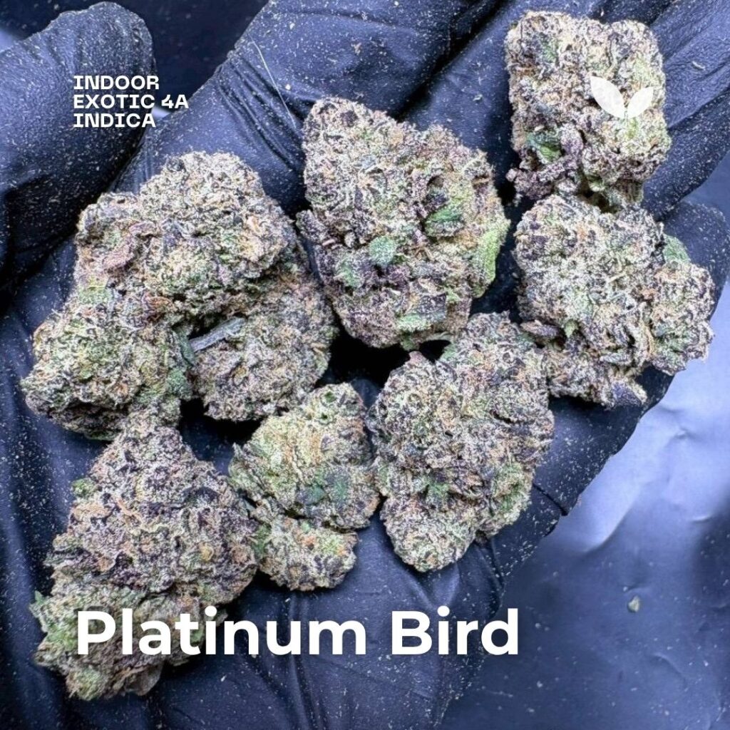 Platinum Bird cannabis strain phuket thailand 2 Platinum Bird cannabis strain phuket thailand 2