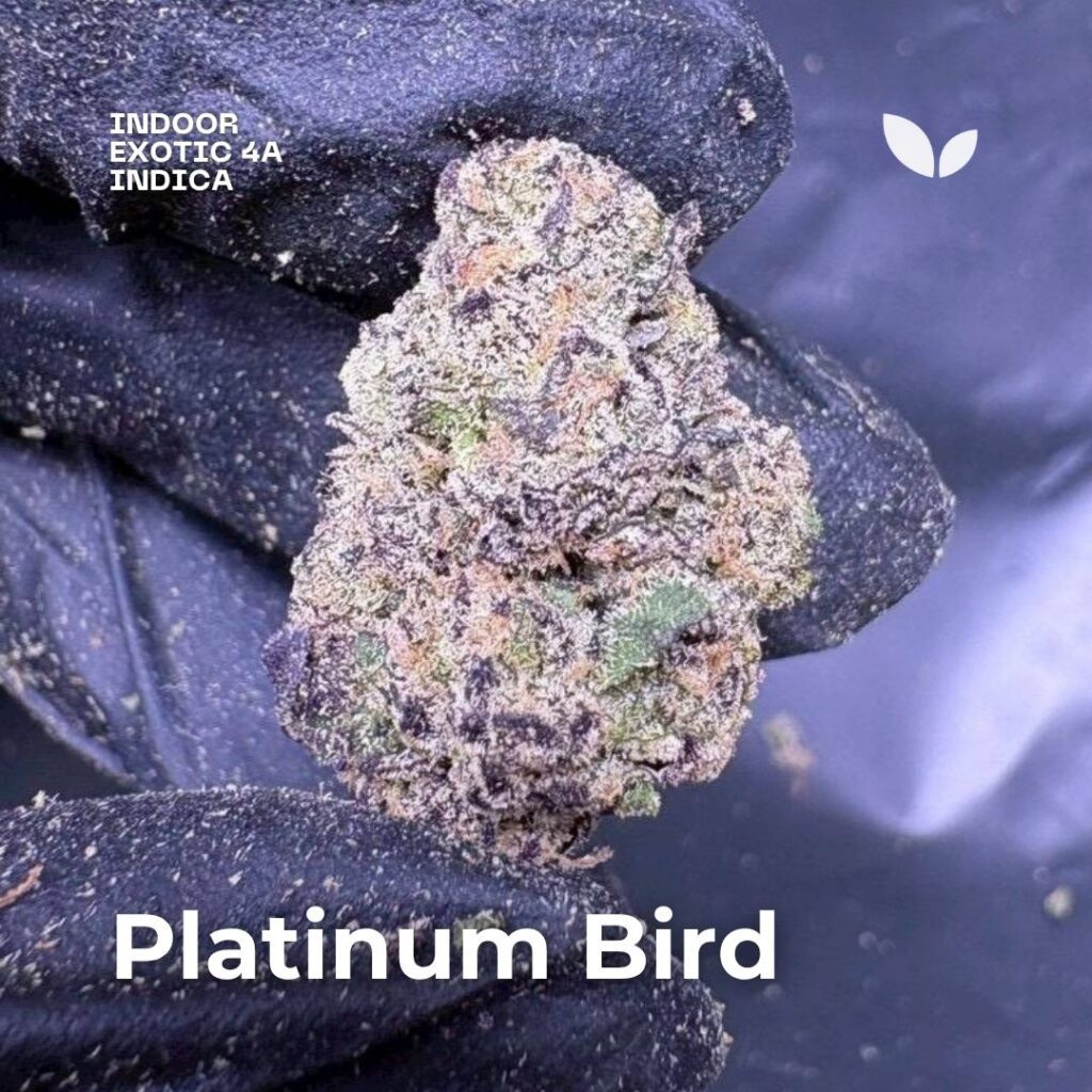 Platinum Bird cannabis strain phuket thailand