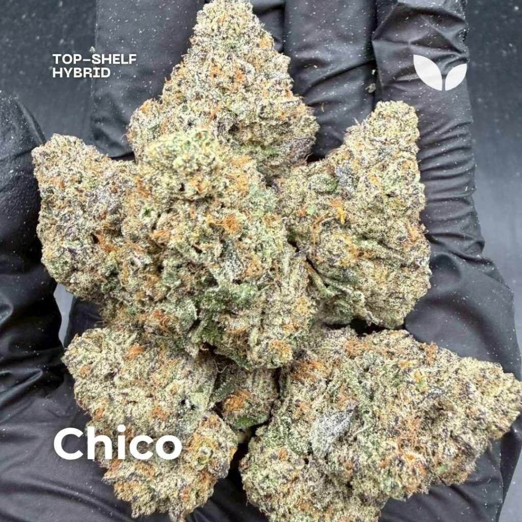 Сорт марихуаны Чико Chico weed strain