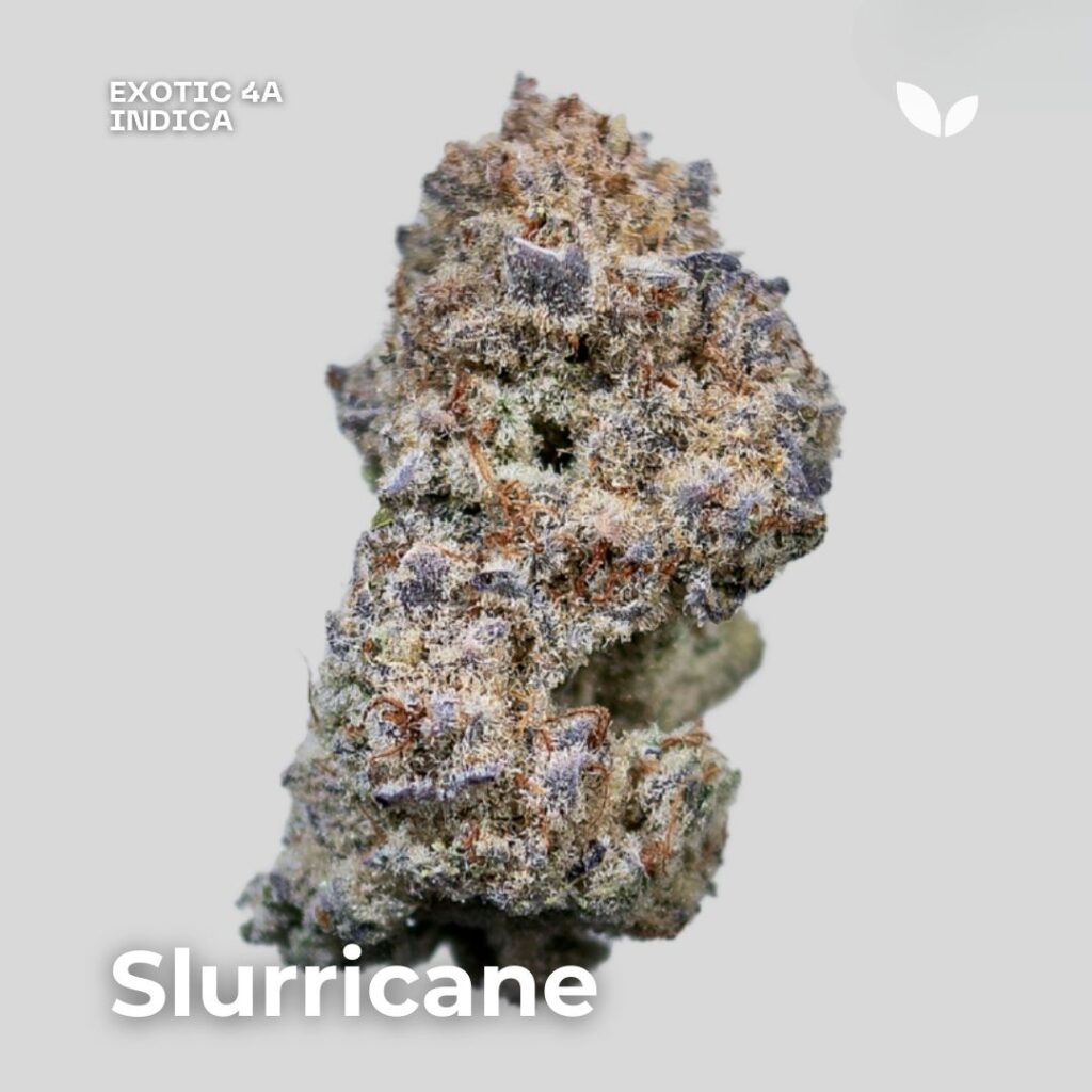 Slurricane s1 cannabis phuket Slurricane s1 cannabis phuket