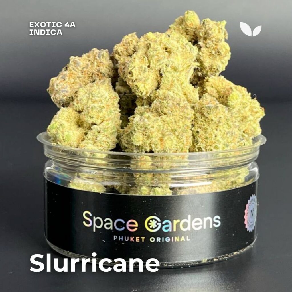 Slurricane s1 indica cannabis phuket Slurricane s1 indica cannabis phuket