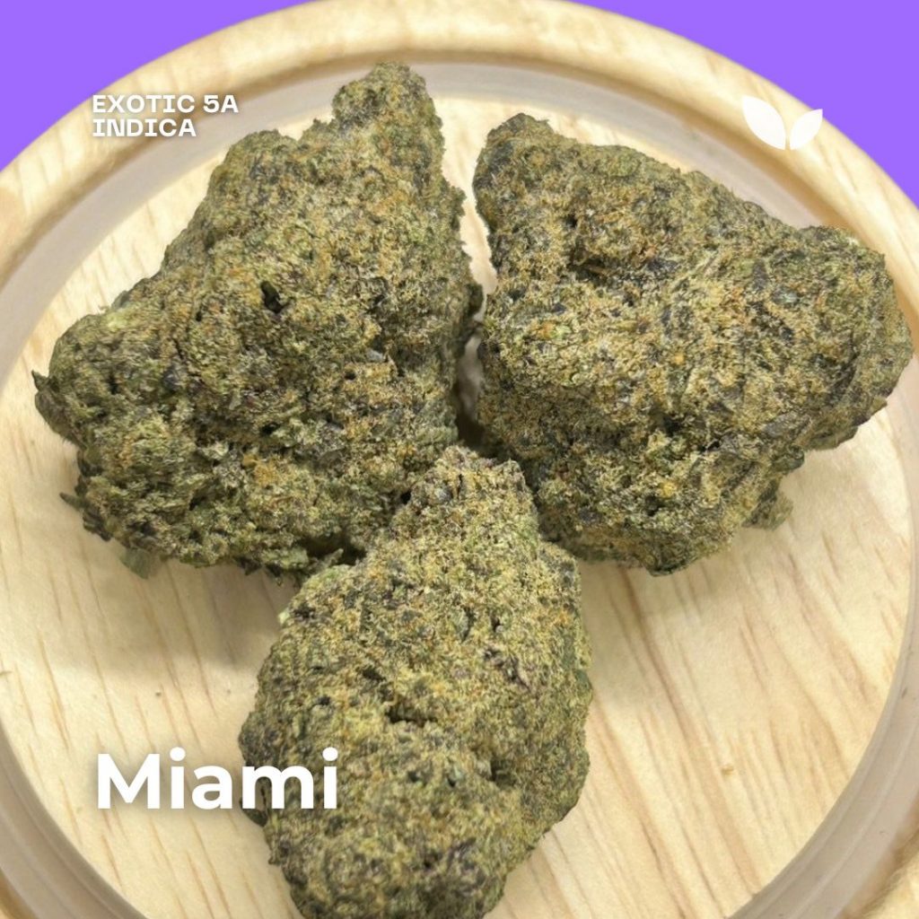 miami weed flower strain in phuket miami weed flower strain in phuket