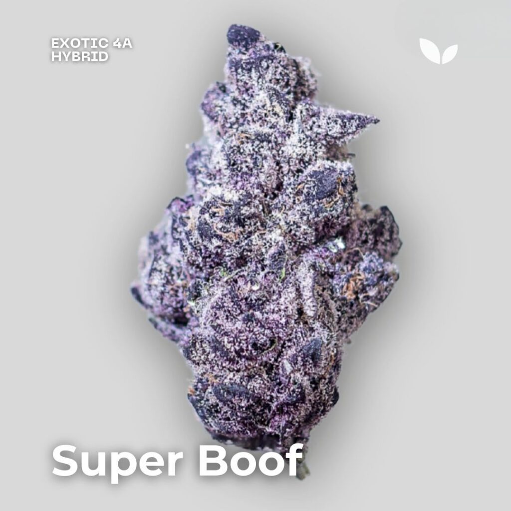 super boof strain phuket cannabis