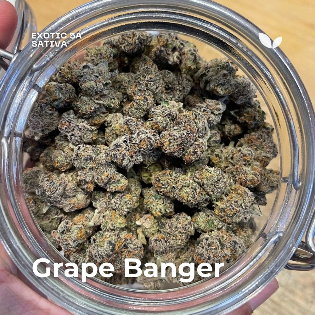 Grape Banger sativa exotic