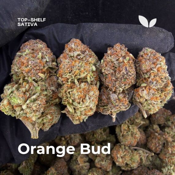 Orange Bud strain weed delivery phuket