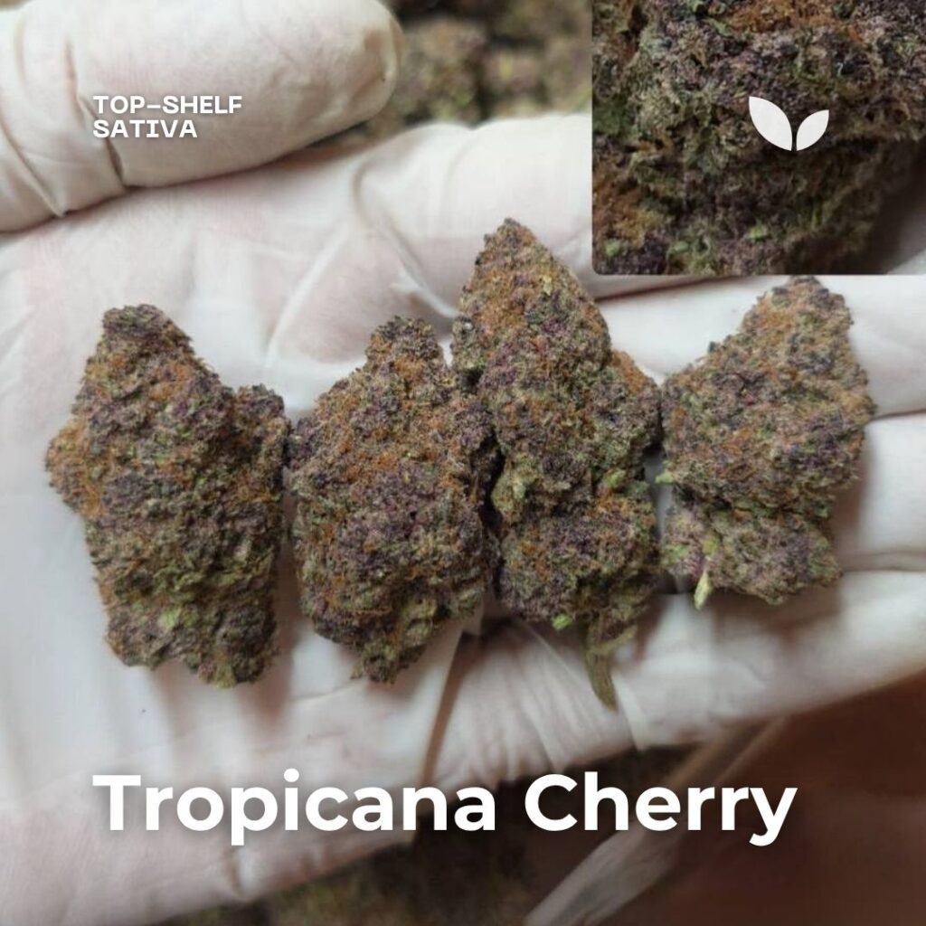 tropicana cherry weed strain sativa top-shelf tropicana cherry weed strain sativa top-shelf