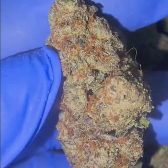 BLACKBERRY 1KG WHOLESALE WEED delivery thailand