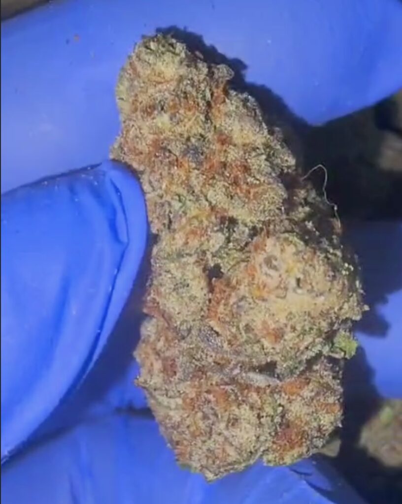BLACKBERRY 1KG WHOLESALE WEED delivery thailand