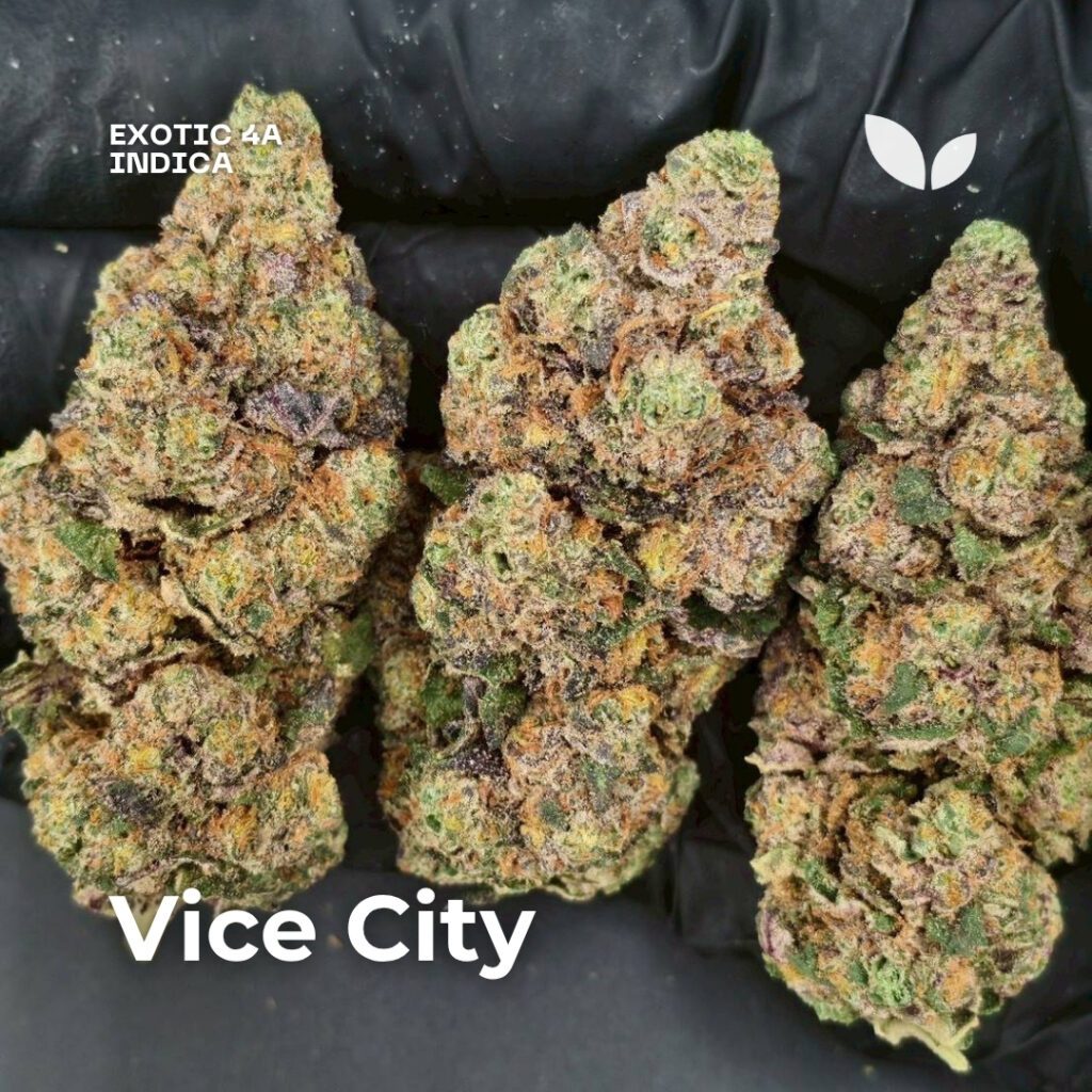 Vice City индика большого размера Vice City indica big size