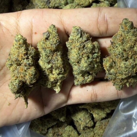 vice city 1kg wholesale thailand indica