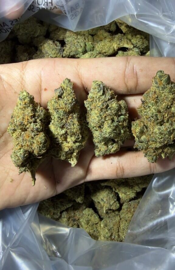 vice city 1kg wholesale thailand indica