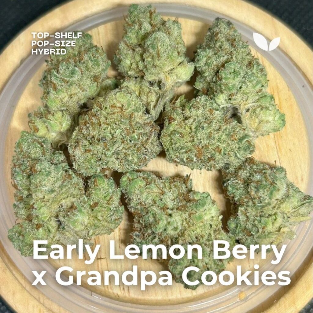 Early Lemon Berry x Grandpa Cookies Early Lemon Berry x Grandpa Cookies