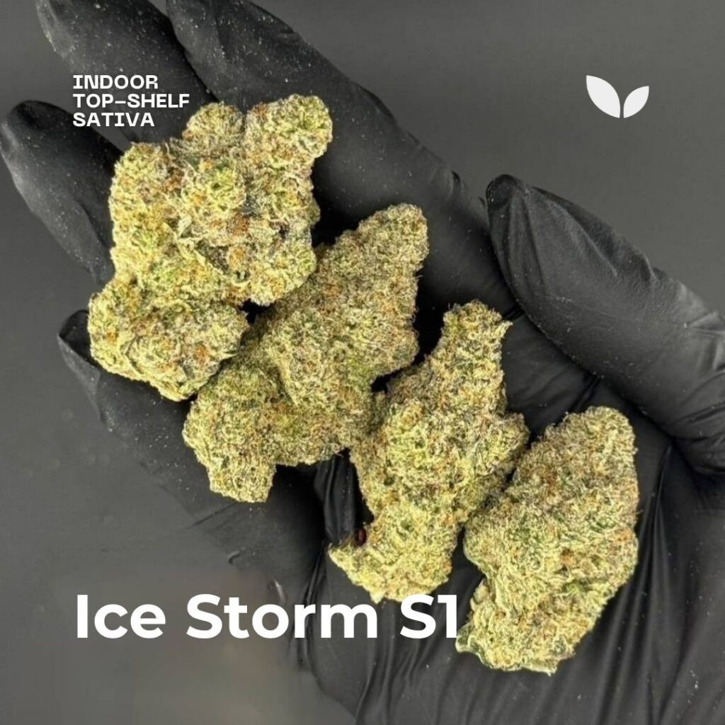Ice Storm S1 cannabis Ice Storm S1 cannabis