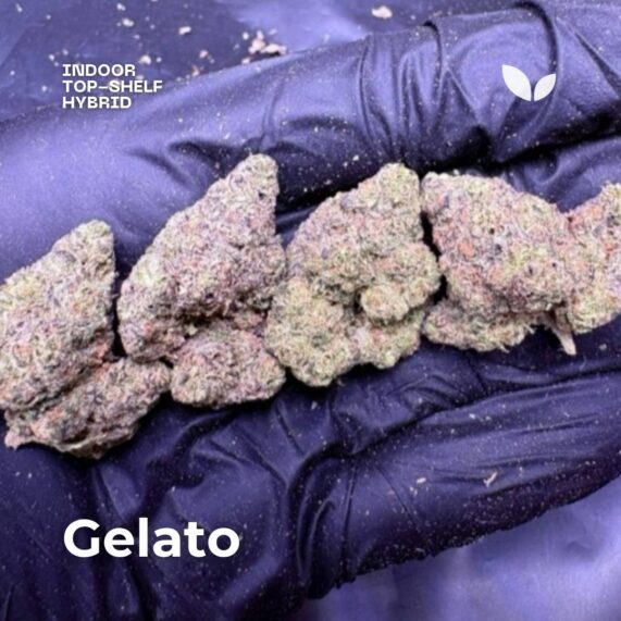 gelato strain phuket cannabis delivery gelato strain phuket cannabis delivery