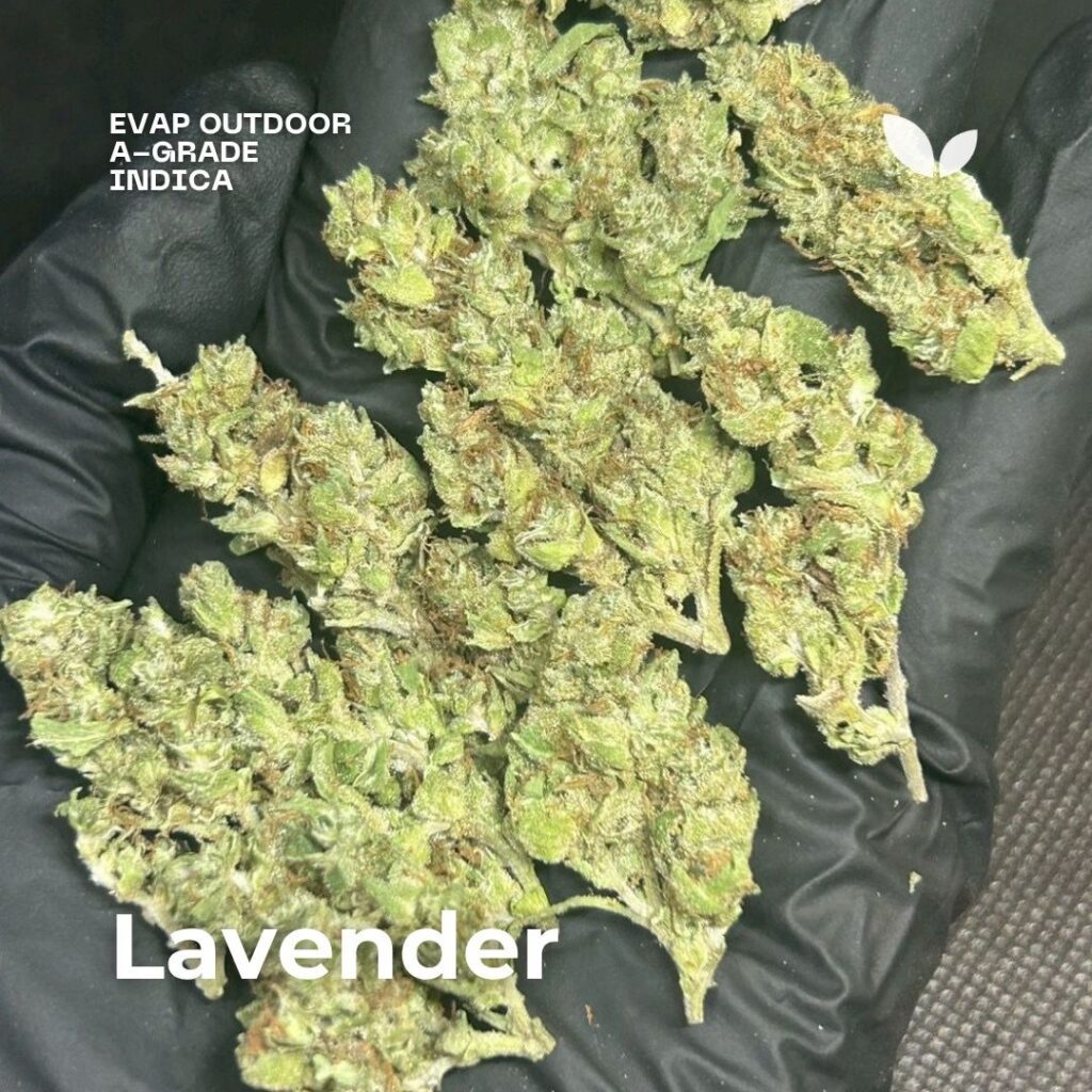 lavender evap cannabis strain outdoor