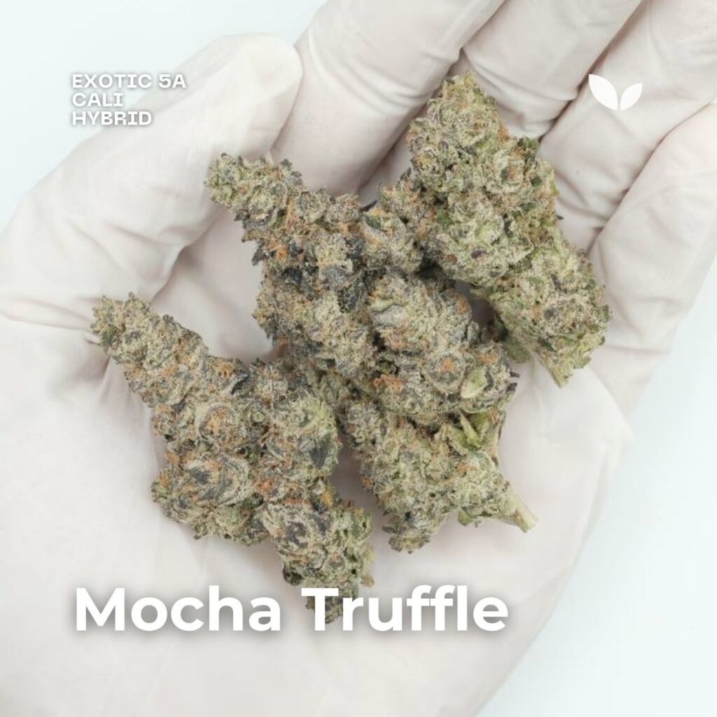 Mocha Truffle | 30% THC, Relaxing Strain in Phuket