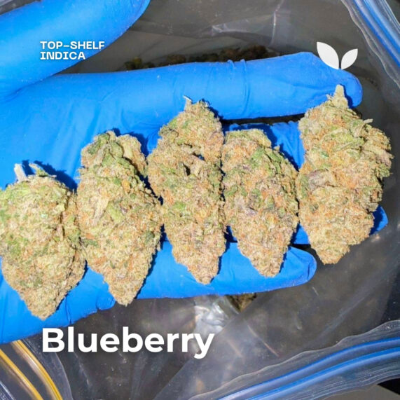 Blueberry weed strain phuket delivery indica