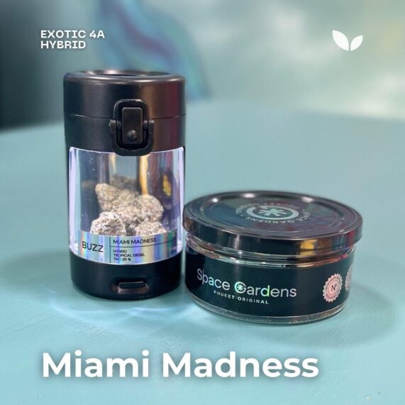 Miami Madness weed delivery phuket hybrid strain 2