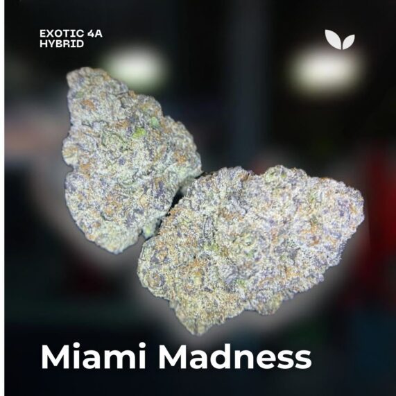 Miami Madness weed delivery phuket hybrid strain
