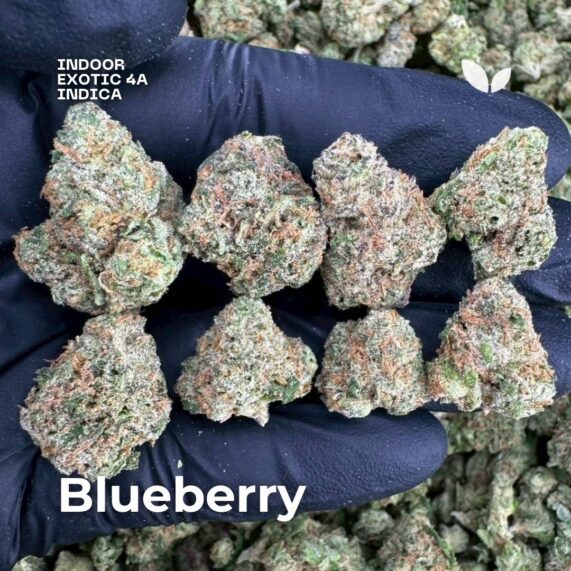 blueberry weed strain phuket delivery 1-hour