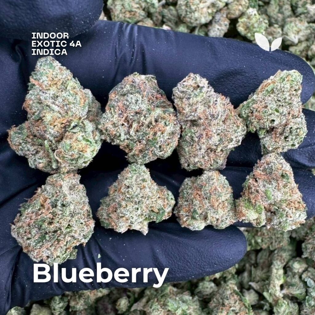 blueberry weed strain phuket blueberry weed strain phuket